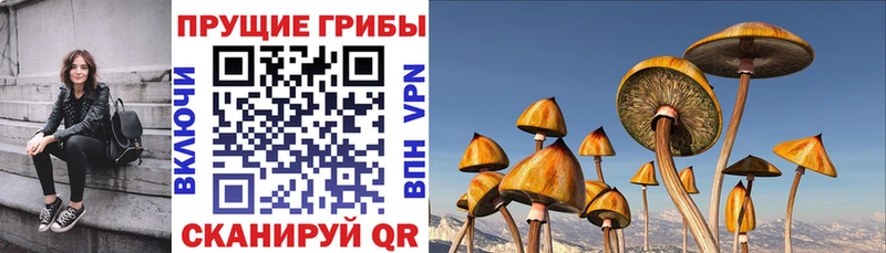 закладка кракен рабочий сайт Галлюциногенные грибы ЛСД Котельниково